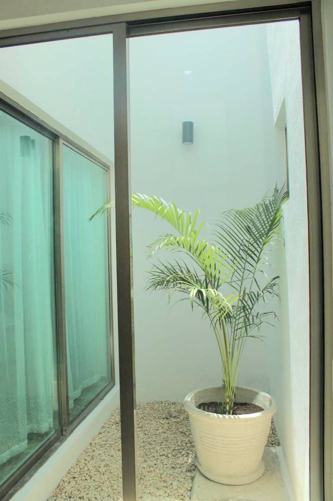 Patio con palma